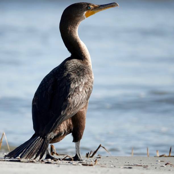 istock Double-Crested Cormorant Enjoying the Morning Sun 1412895287