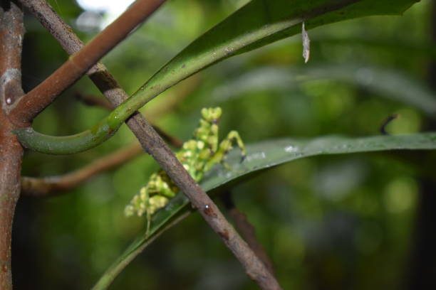istock Mantis  lurking on the green leaf 1412895399