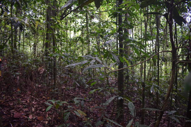 Tropical rainforest Tropical rainforest with dense and varied vegetation tropical rainforest canopy stock pictures, royalty-free photos & images