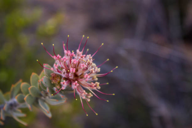Tiny pincushion Protea flower stock photo