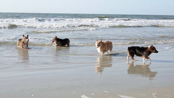 istock Four Corgies on the Beach 1412896654
