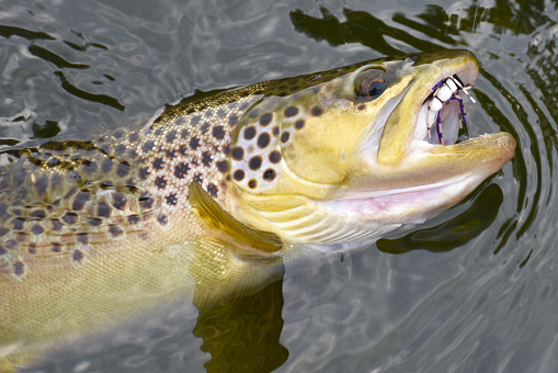 Brown trout with a fly