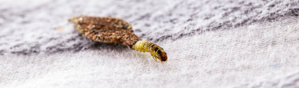 istock Wall moth larvae, found crawling up walls or clothing, inside a small cocoon, feed on fur (including the wool of clothing), feathers, leather, dead skin fragments, hair and paper. 1412898414