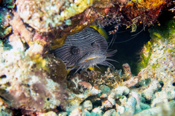 The Splendid Toadfish (Sanopus splendidus) is only found on the island of Cozumel in Mexico stock photo