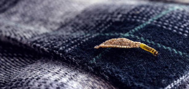 Wall moth larvae, found crawling up walls or clothing, inside a small cocoon, feed on fur (including the wool of clothing), feathers, leather, dead skin fragments, hair and paper.