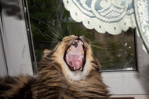 istock Maine Coon cat named Fedor 1412898495