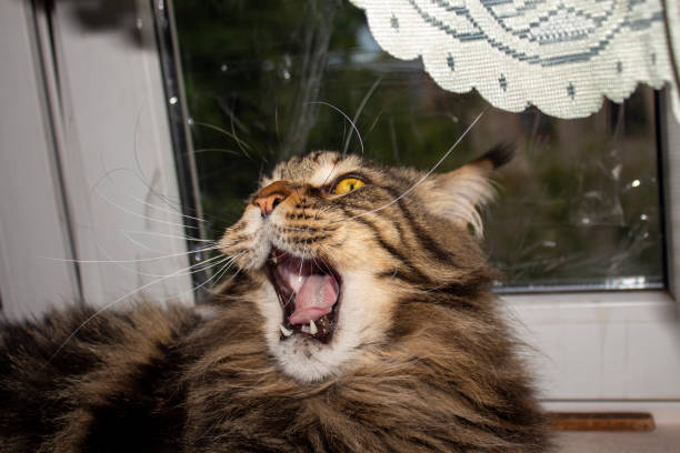 istock Maine Coon cat named Fedor 1412898519