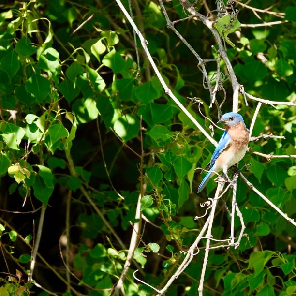 Male Bluebird on a Twig