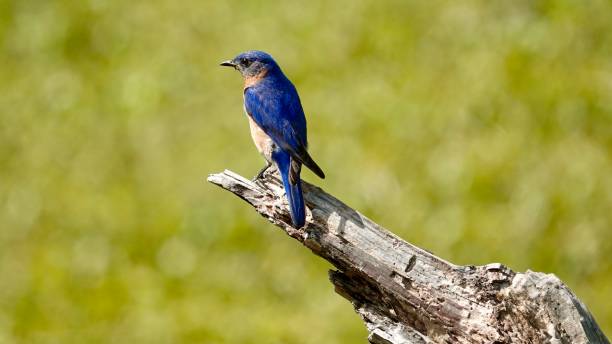 Male Bluebird Perched on a Broken Branch