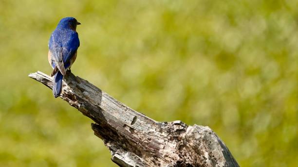 istock Portrait of a Male Bluebird Backside 1412898986