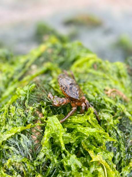 istock Crab sat on seaweed covered rock 1412901229