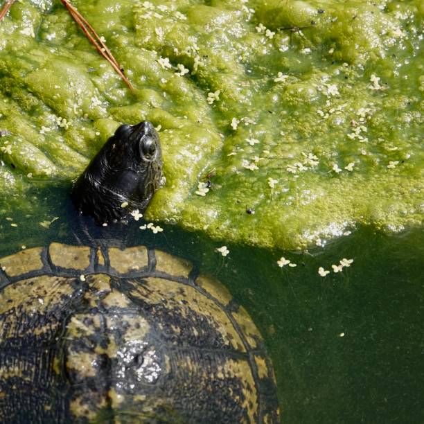 istock Turtle Floating in the Lake 1412901242