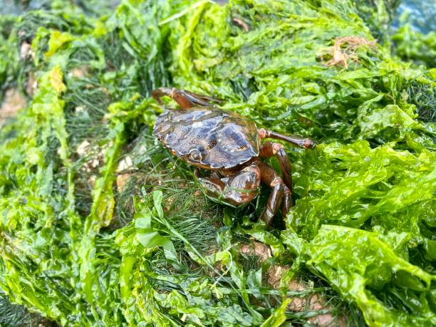 istock Crab with one claw sat on seaweed rock from above 1412901263
