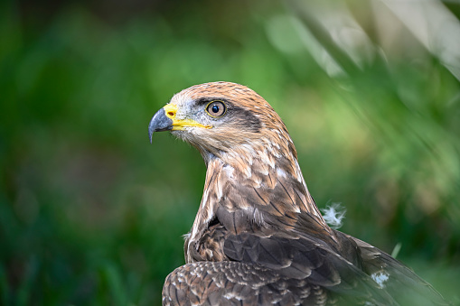 Milvus migrans or black kite is a species of bird in the Accipitridae family.