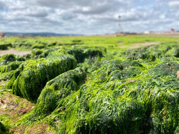 istock Seaweed covered rocks and rock pools on devon beach. 1412901327
