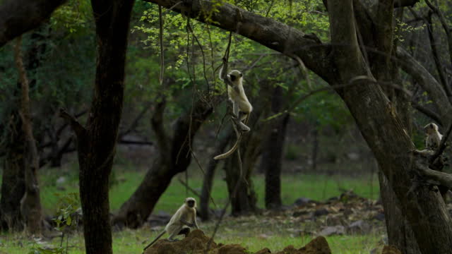 Grey Langur or Hanuman Langur in the forests of western India