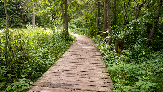 Direct road for tourists made of boards in the forest. plank forest trail.