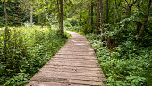 istock Direct road for tourists made of boards in the forest. plank forest trail 1412902423