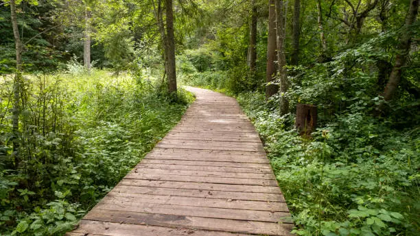 Photo of Direct road for tourists made of boards in the forest. plank forest trail