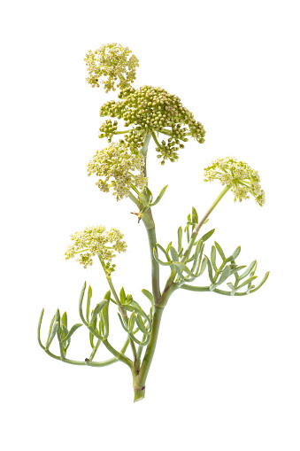 Fresh Sea fennel or Rock Samphire plant isolated on white background. Crithmum maritimum