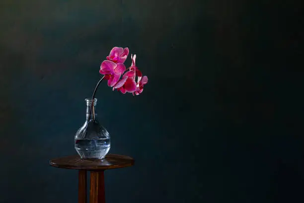 Photo of pink orchid in glass bottle on dark blue background