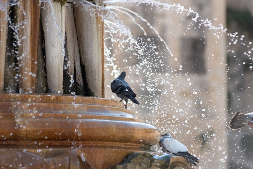Pigeons Posing on a Fountain in Summer during Draught on Blurred Background