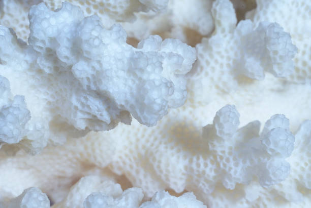 Light coral close up Natural coral texture. Wildlife and marine life coralline red algae photos stock pictures, royalty-free photos & images