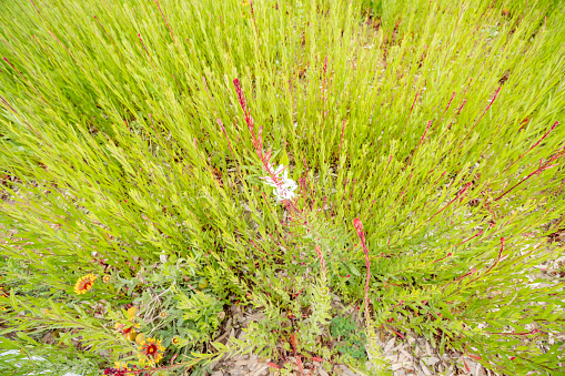 Pampas grass