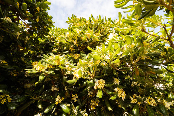 istock Japanese Mock Orange (Pittosporum tobira) at Rethymnon Town on Crete, Greece 1412905573