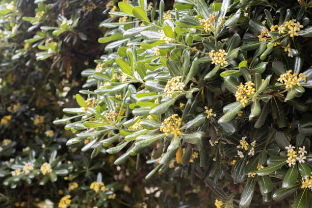 istock Japanese Mock Orange (Pittosporum tobira) at Rethymnon Town on Crete, Greece 1412906252