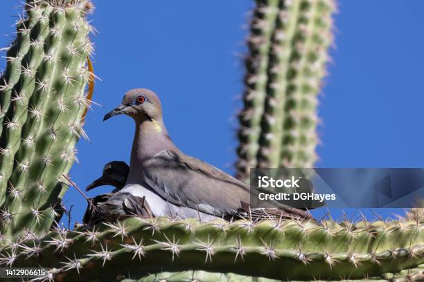 Mourning Doves In Nest On Arm Of Cactus Blue Sky In Background Stock Photo - Download Image Now
