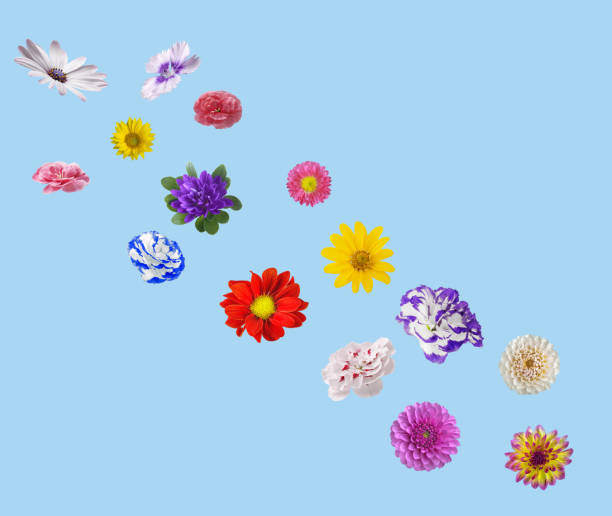 istock Beautiful spring flowers on a pastel blue background. 1412906770