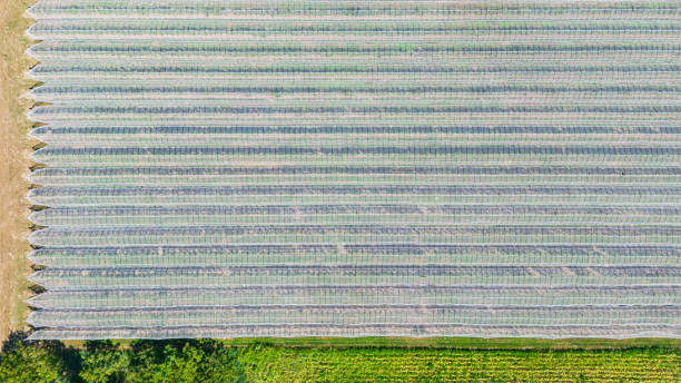 istock Hail net over apple and pears trees from the air - background 1412907691