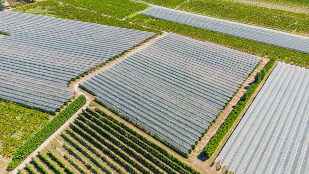 istock Hail net over apple and pears trees from the air - background 1412907749