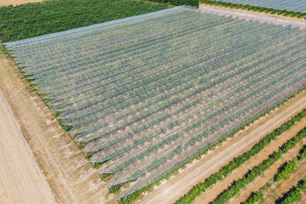 istock Hail net over apple and pears trees from the air - background 1412907831