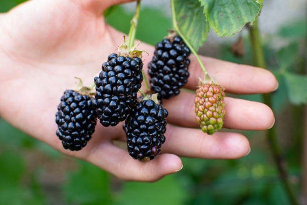 womans hand behind branch of big ripe brambles