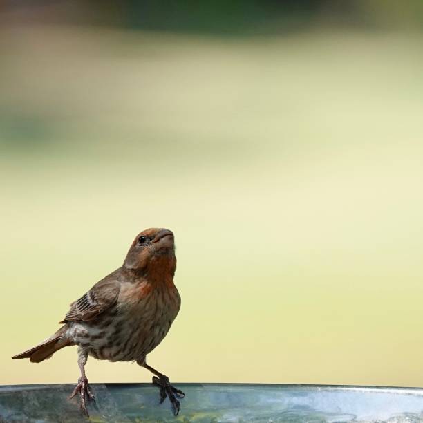 istock Male House Finch Looking Up 1412909385
