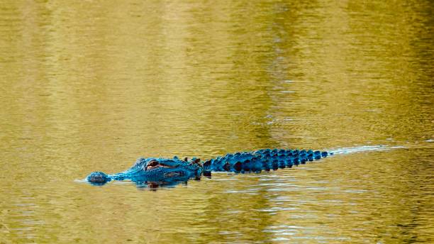American Alligator Filtered