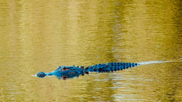 aligator amerykański filtrowany - american alligator zdjęcia i obrazy z banku zdjęć