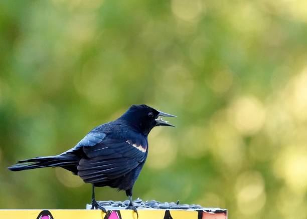 istock Red-Winged Blackbird Enjoying Sunflower Seeds 1412909403