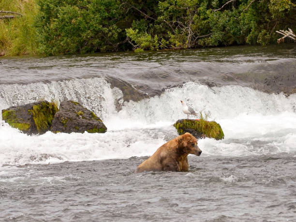 An Alaskan Brown Bear pauses at Brooks Falls