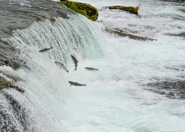 istock Sockeye Salmon run 1412911147