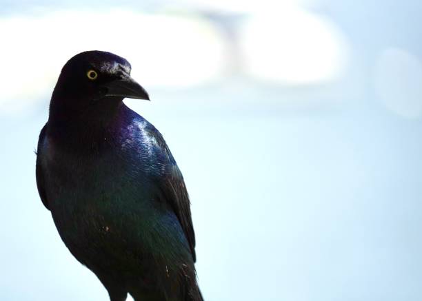 istock Pretty Boat-Tailed Grackle Portrait 1412911156