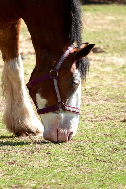 istock Profile Close up of a Clydesdale Grazing 1412911162