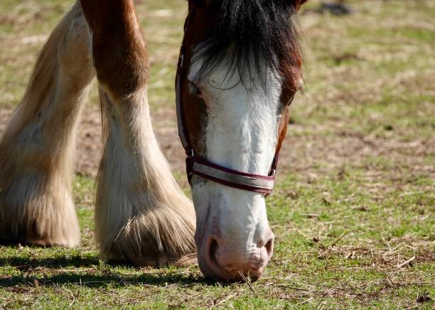 istock Head View of a Grazing Clydesdale 1412911172