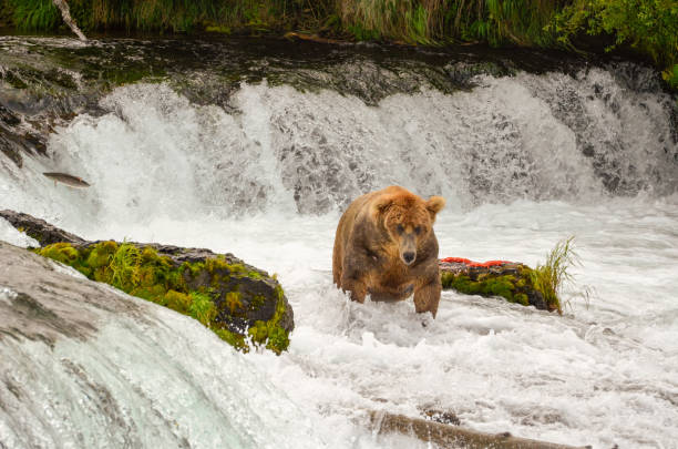 istock An Alaskan brown bear hunts for salmon at Brooks Falls 1412911194