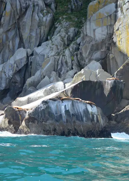 Stellar Sea Lions sunbathe on the rocky outcrops in Kenai Fjords National Park in Alaska