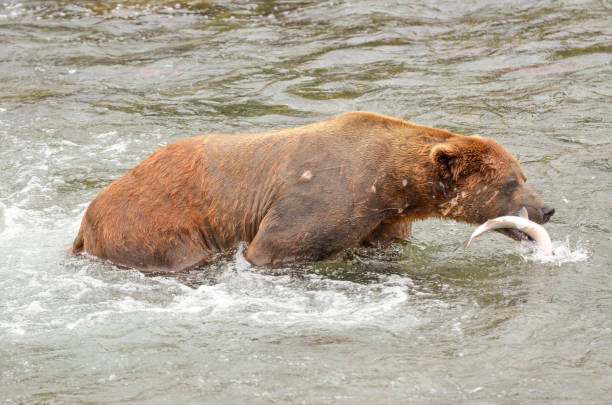 istock Lunch in Katmai National Park 1412911212