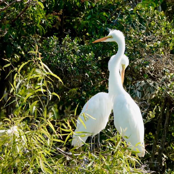 istock Two Lovely Great Egrets Portrait 1412911889