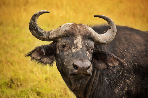 Close-up of an African buffalo in the Maasai Mara National Reserve in Kenya.